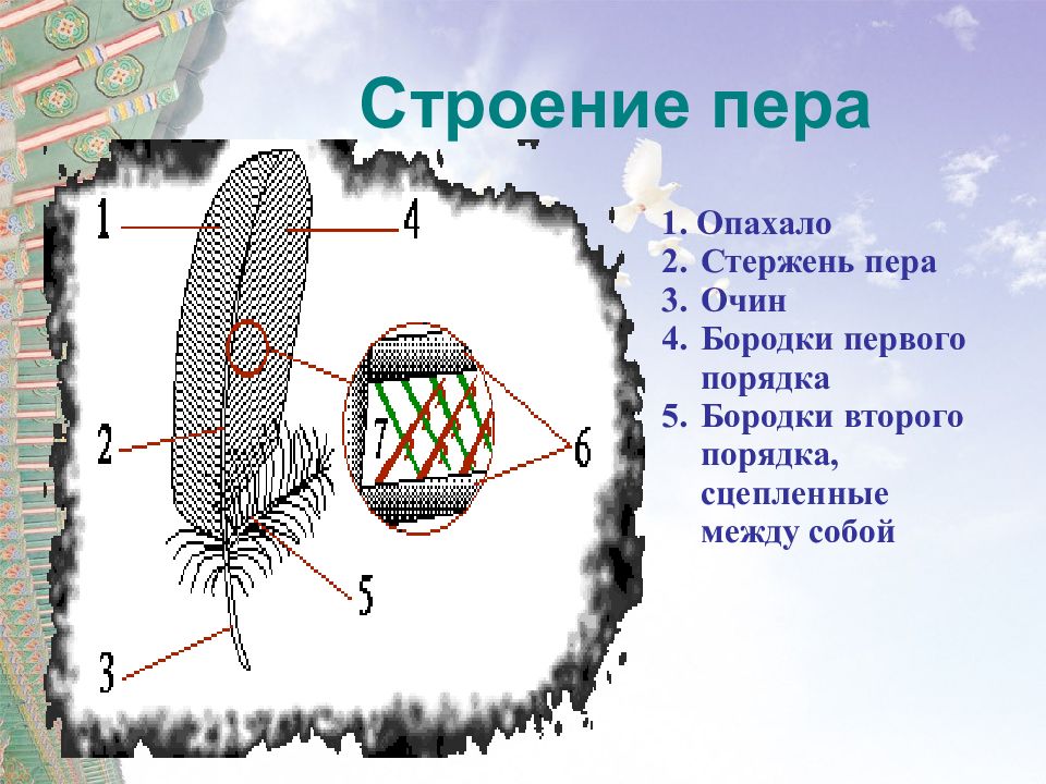 Как связаны строение. Строение опахала пера. Каково строение пера. Строение опахало бородки 1 порядка,. Характеристики строения Соколиные.