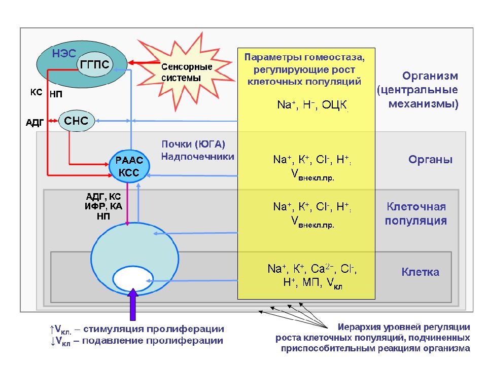 Водно солевой обмен картинки