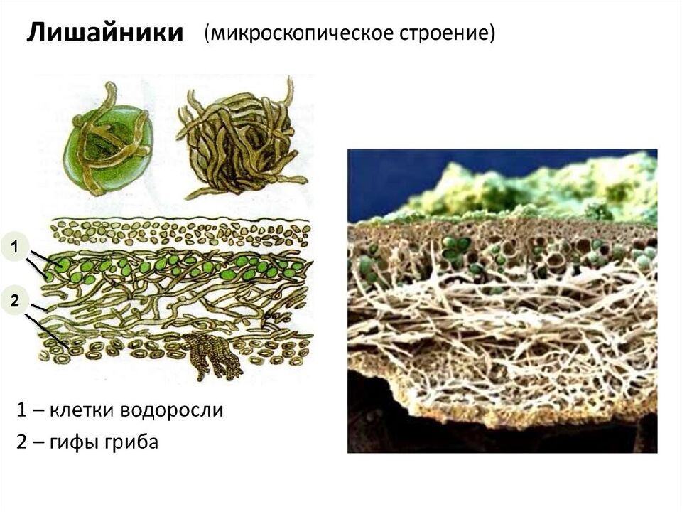 Грибы