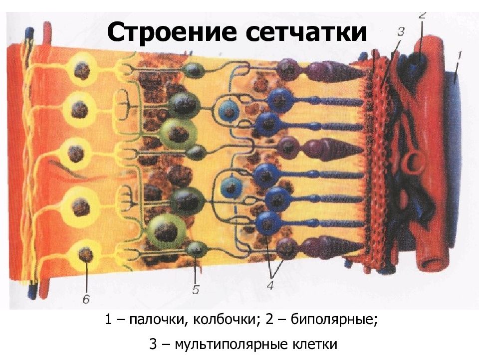 Сетчатка форум. Биполярные клетки сетчатки строение. Сетчатка глаза клетки биполярные. Строение колбочки сетчатки. Светочувствительные клетки сетчатки
