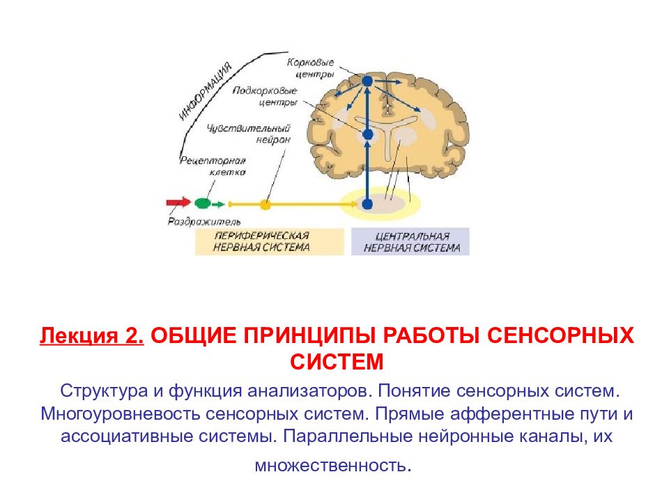 Проводниковым отделом. Периферический, проводниковый, корковый отделы сенсорной системы.. Проводниковый и корковый отделы анализатора.. Проводниковые пути в строении анализаторов. Проводниковый отдел анализатора (свойства и функции)..