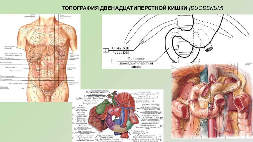 Анатомия двенадцатиперстной кишки схема