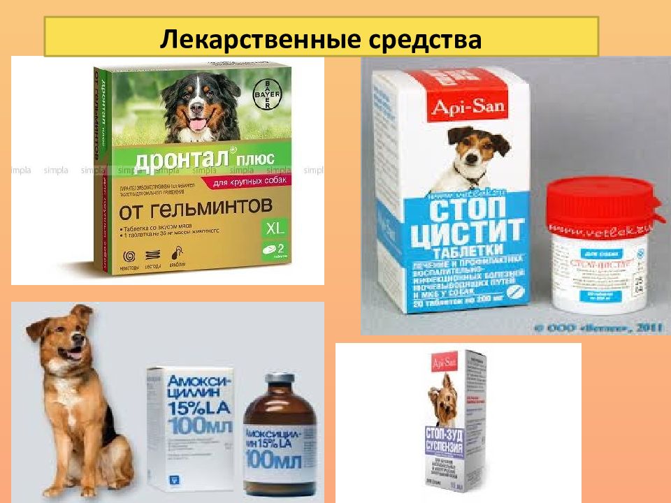 Лекарственное животное список. Лекарства для животных картинки. Рекламные листовки по лечению мелких домашних животных лекарства.