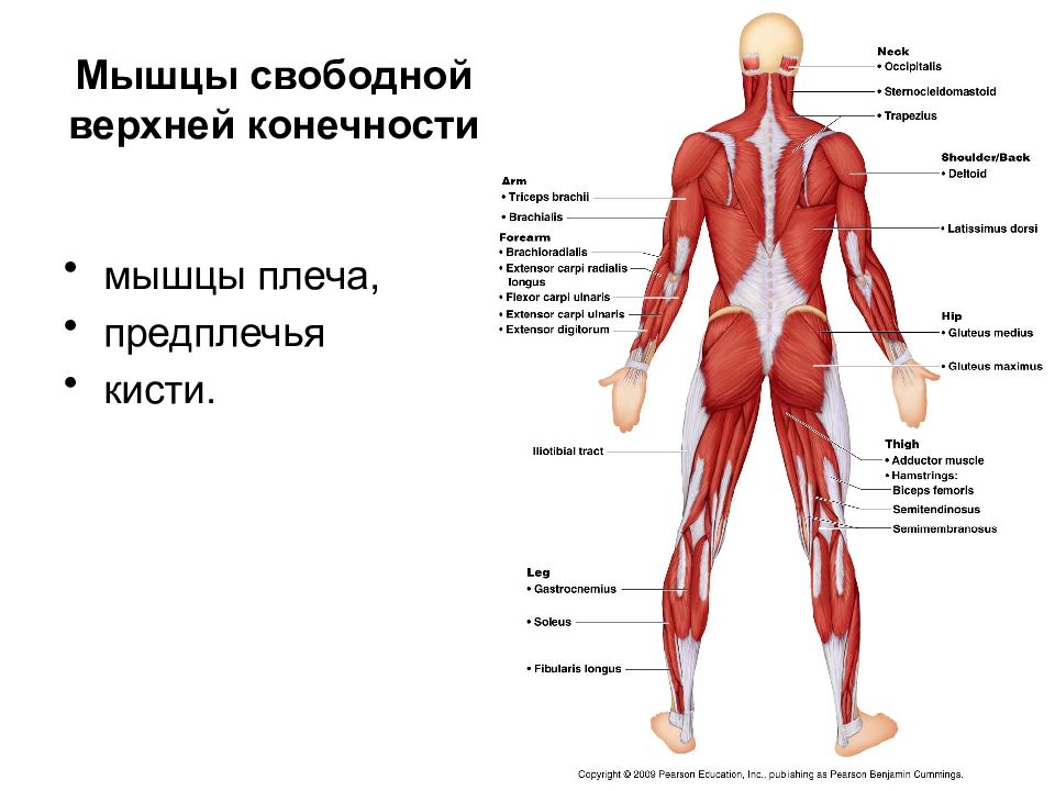 Свободная верхняя