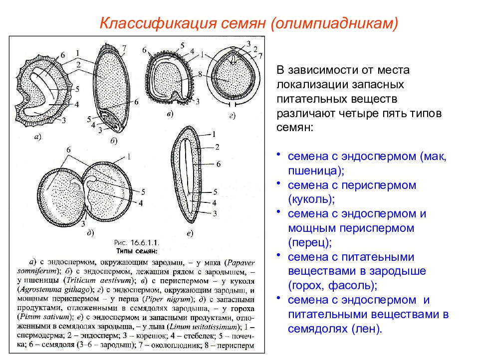 Семя зародыш пестик. Плоды. Типы апокарпных и монокарпных плодов. Процесс образования семя и плодов. Строение плодолистика.