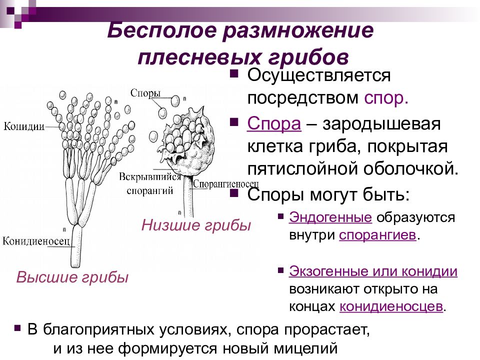 Какой тип питания характерен для плесневелого гриба пеницилла изображенного на рисунке