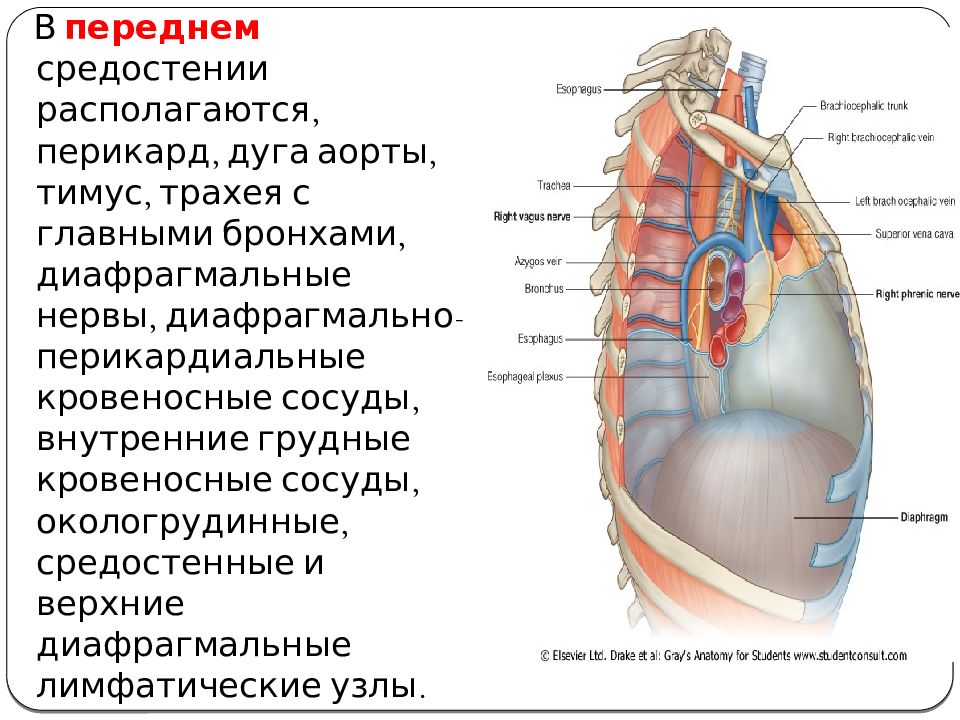 Диафрагмальный нерв