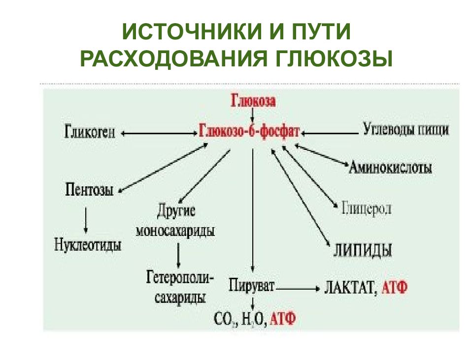 УГЛЕВОДЫ: функции и обмен ИСТОЧНИКИ И ПУТИ РАСХОДОВАНИЯ ГЛЮКОЗЫ