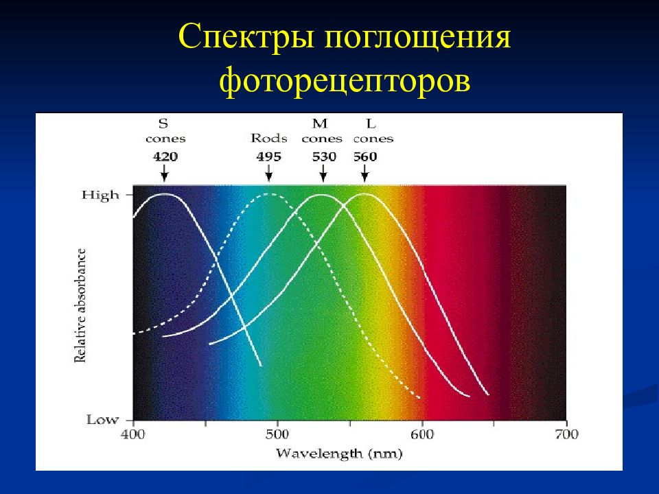 Фф спектр читать. Наблюдение линейчатых спектров поглощения ученой. Спектр поглощения. Источник спектра поглощения. Спектральное поглощение.