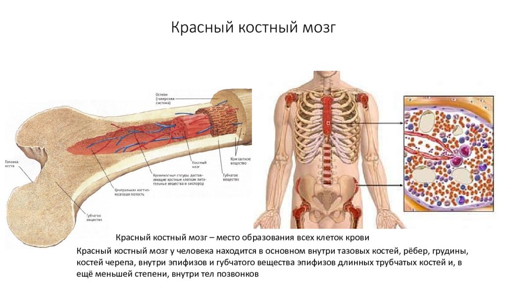 Функция желтого костного мозга в трубчатой кости. Трубчатая кость красный костный мозг. Губчатое вещество с красным костным мозгом. Желатинозный костный мозг. Схема расположения костного мозга.