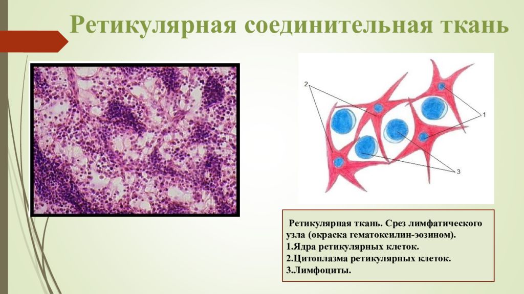 Рисунок ретикулярной ткани