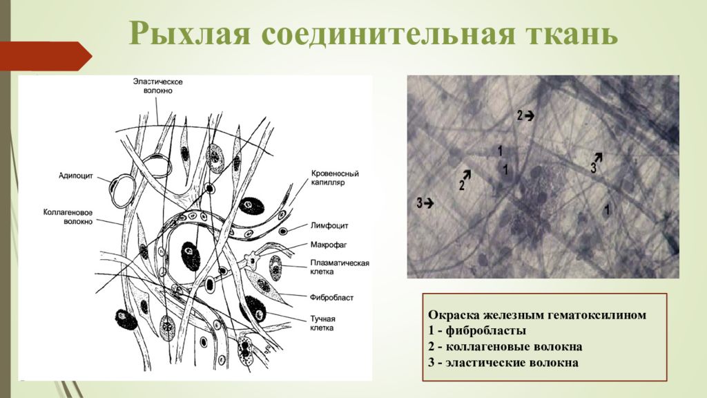 Клеточные элементы представлены. Рыхлая волокнистая неоформленная соединительная ткань гистология. Рыхлая соединительная ткань микропрепарат. Пыхла волокнисиая сондинительная ткань. Рыхлая волокнистая неоформленная соединительная ткань препарат.