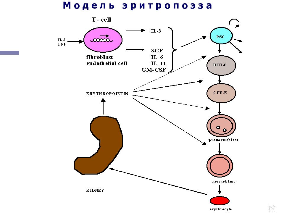 Эритропоэз. Эритропоэз схема физиология. Схема эритропоэза физиология. Эритропоэз физиология кратко. Эритропоэз механизм.