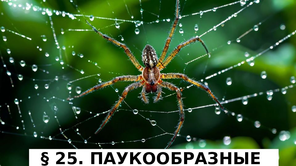 25. ПАУКООБРАЗНЫЕ