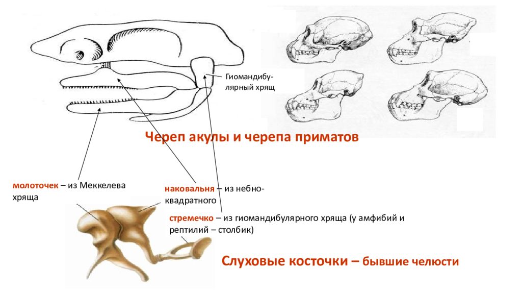 Отделы черепа рыбы. Эволюция висцерального черепа позвоночных. Череп акулы строение. Эволюция висцерального черепа рыб. Череп млекопитающих.