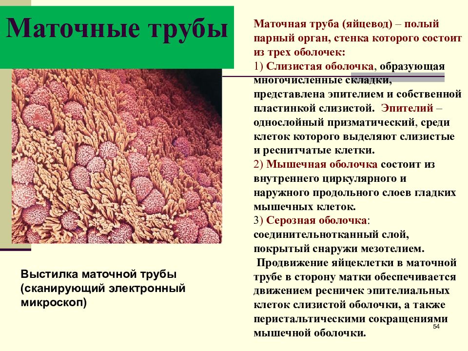 Половая система презентация