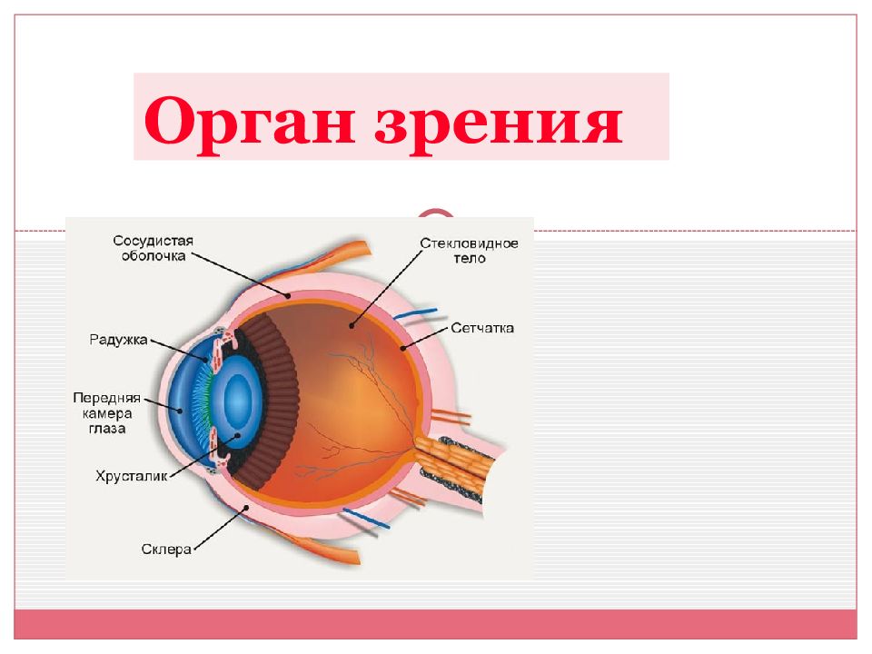 Орган зрения ответ. Орган зрения. Орган зрения внешне. Как работают органы зрения человека. Органы зрения для школы.