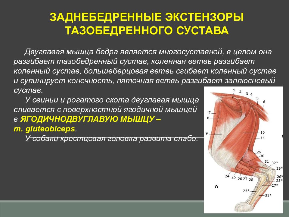 К мышцам таза относятся. Мышцы тазовой конечности с подписями. Мышцы супинирующие тазобедренный сустав. Мышцы нижней конечности и таза вывод анатомия и функции. Двуглавый разгибает бедро.