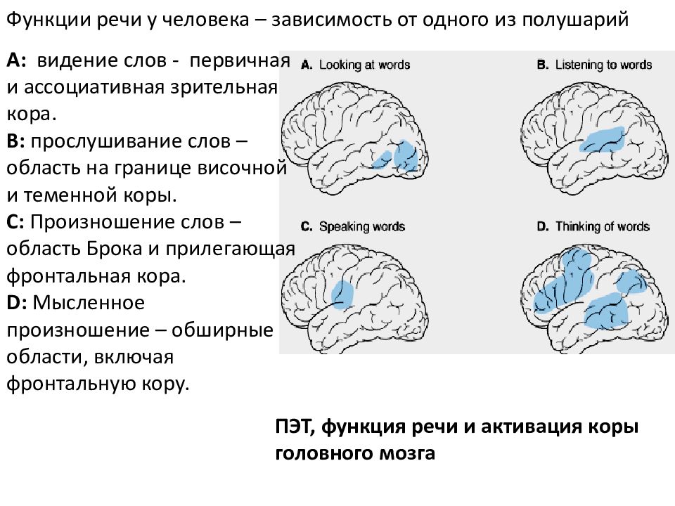 В головном мозге особенно развиты полушария