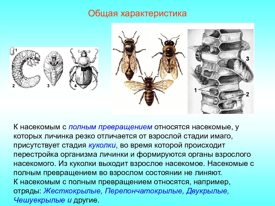 Дать характеристику насекомые с полным превращением. К насекомым с полным превращением относятся.... Кто относится к насекомым. Полное превращение насекомых Оса. Полное превращение осы.