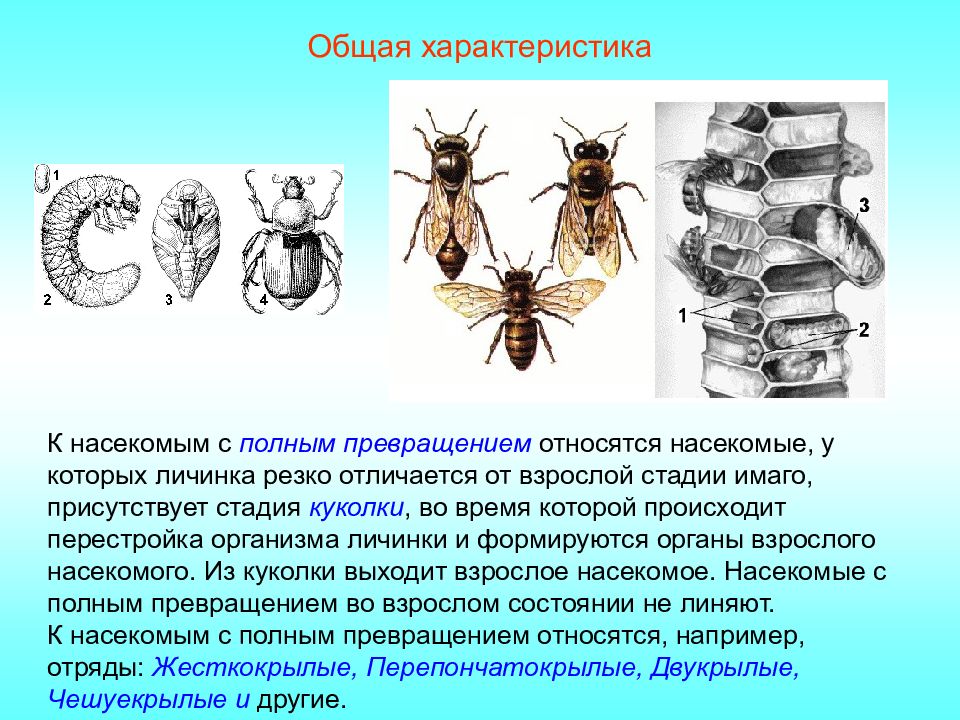 Дать характеристику насекомые с полным превращением