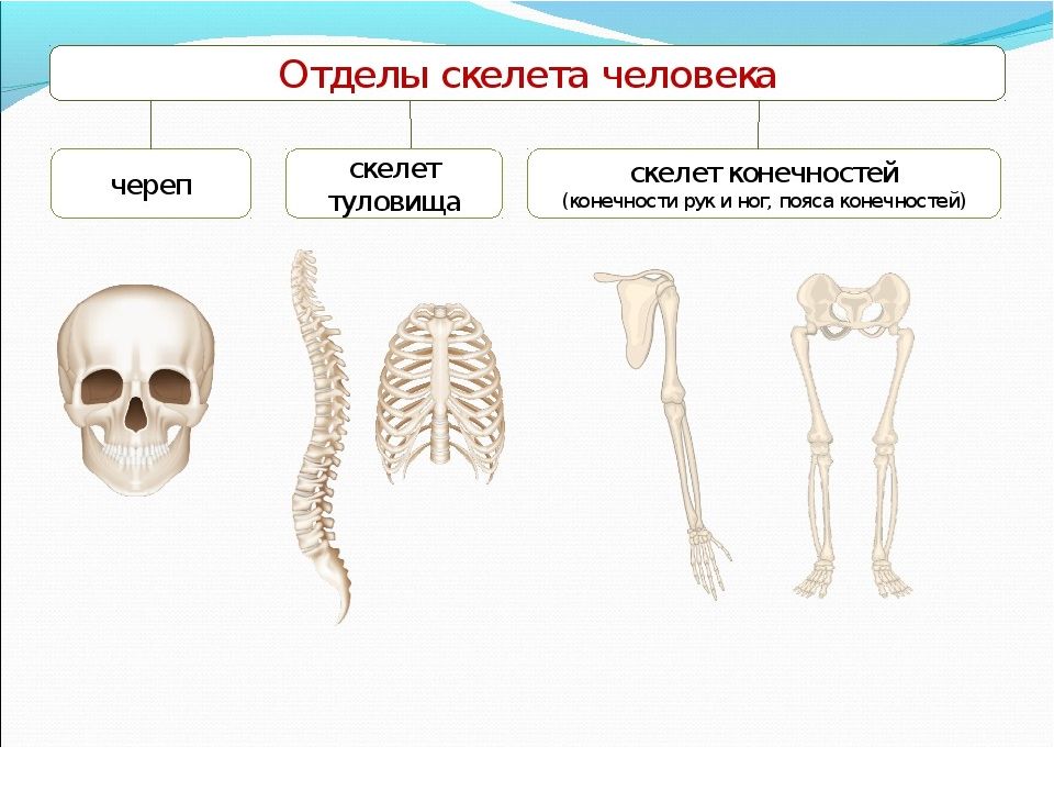 7 отделов скелета. Скелет туловища скелет конечностей. Скелет туловища 8 класс биология. Схема отдела скелета туловища. Скелет головы скелет туловища.