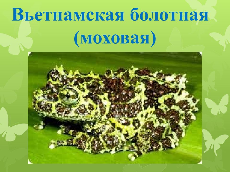 Лягушки презентация 3 класс. Вьетнамская Болотная. Лягушки 1 класс презентация. Следы лягушки картинки. Следы лягушки на земле.