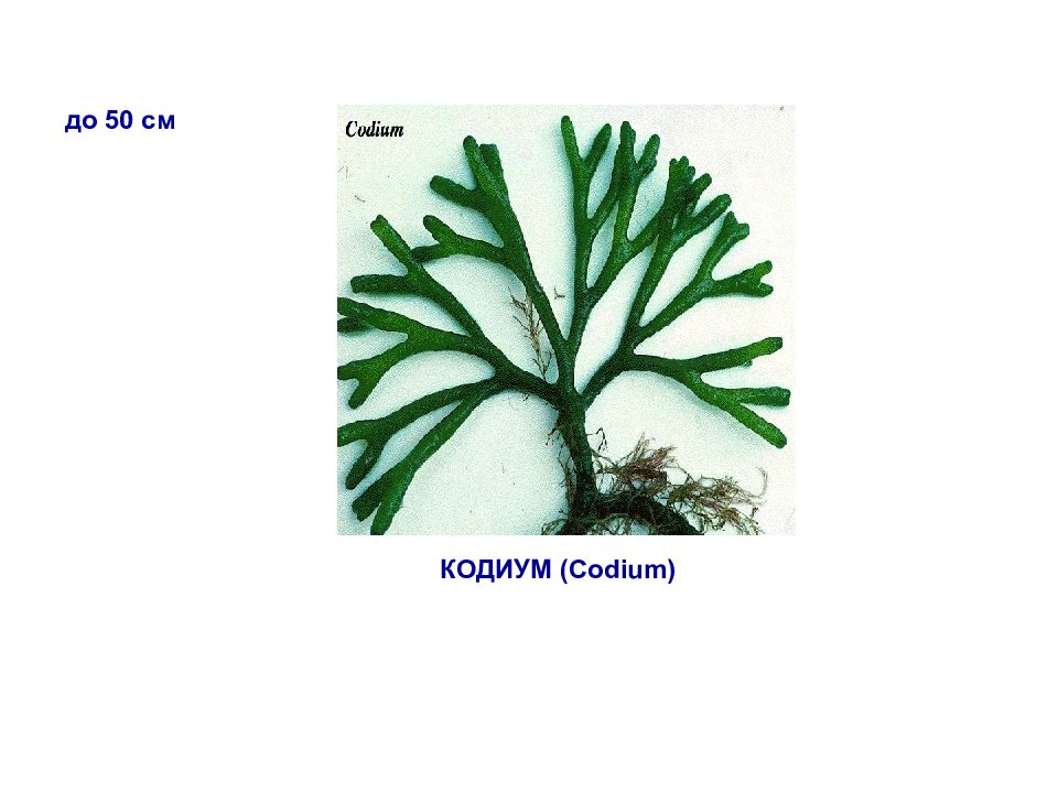 Коккоидный таллом. Кодиум водоросль. Codium разрез. Кодиум водоросль презентация. Vs codium.