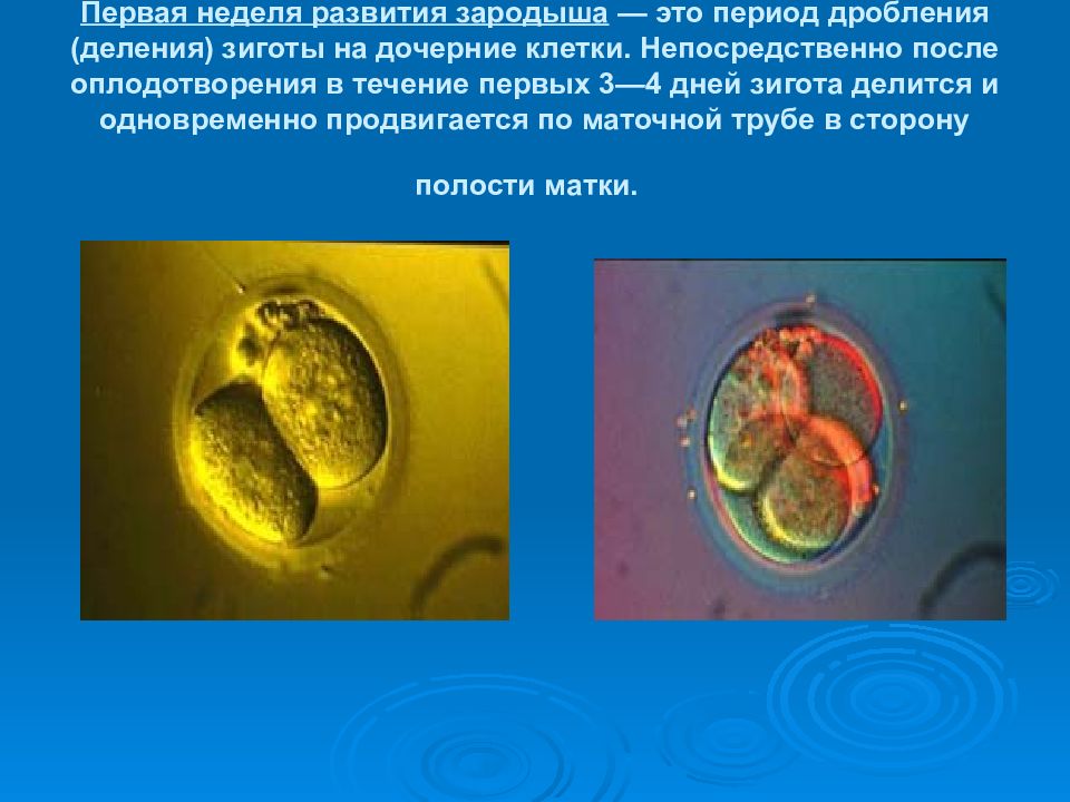 Развитие зародыша после оплодотворения. Первая неделя оплодотворения. Развитие зародыша 1 неделя. Развитие человека после оплодотворения.