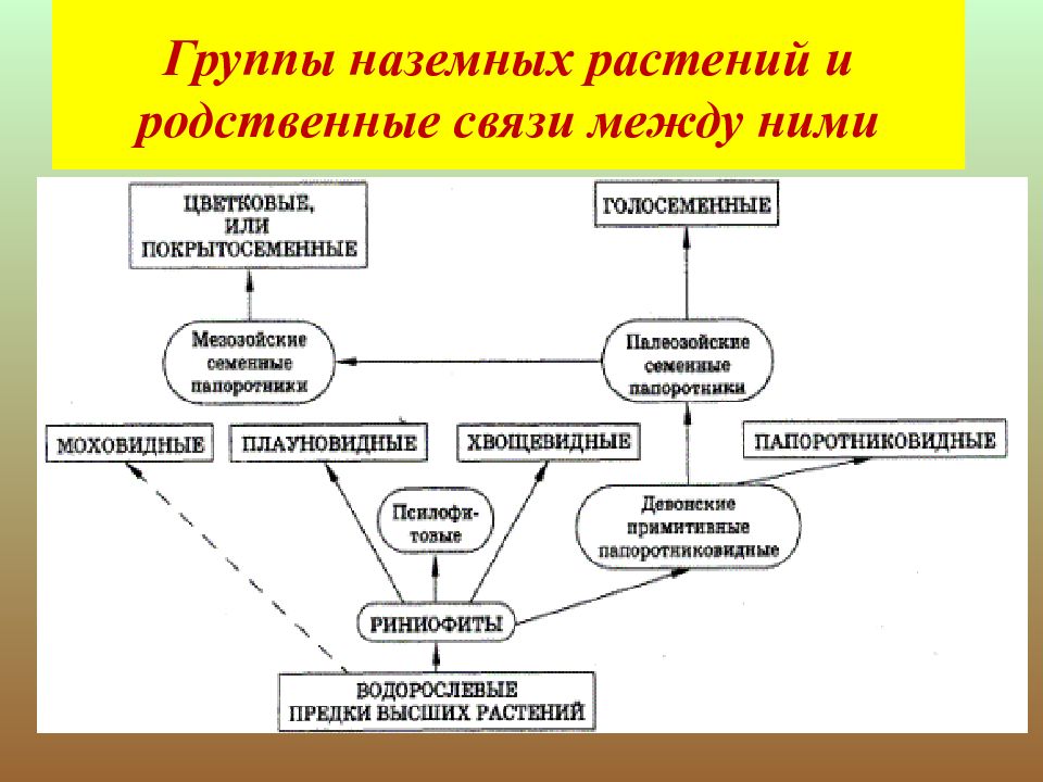 Презентация развитие растительного мира 6 класс