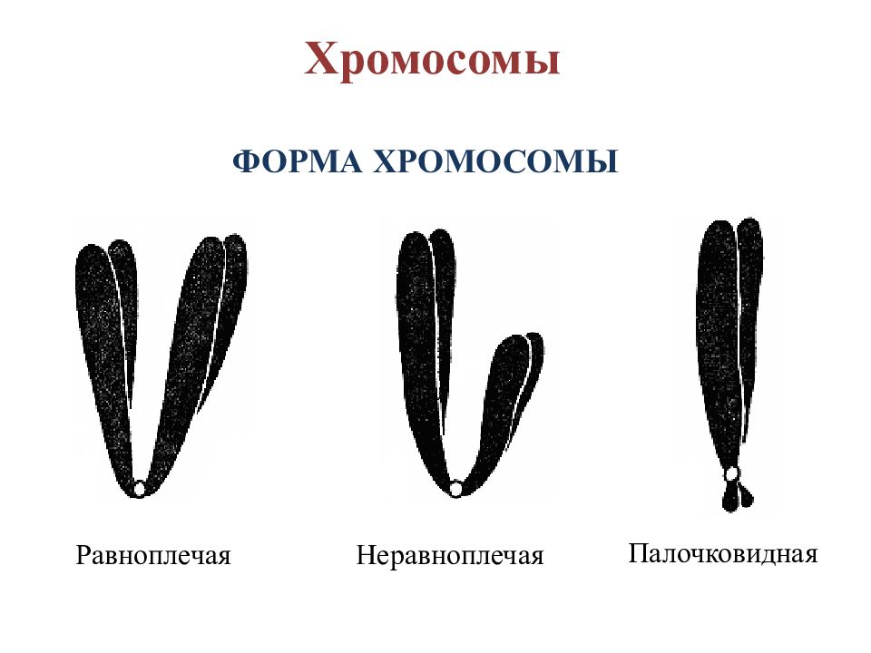 Формы хромосом. Равноплечие неравноплечие и палочковидные хромосомы. Неравноплечие хромосомы. Палочковидные хромосомы.