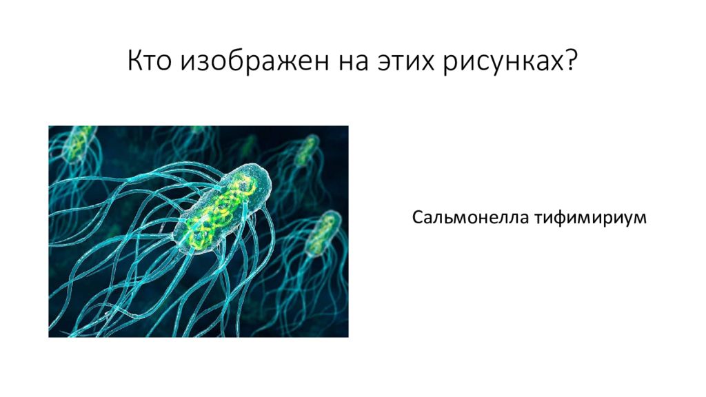 Ядерные организмы примеры