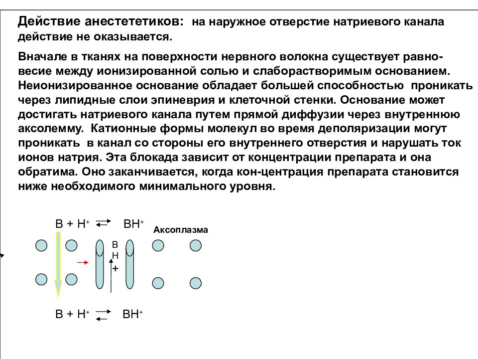 Фармакокинетика местных анестетиков. Механизм действия местных анестетиков. Механизм действия местноанестезирующих средств. Фармакодинамика местных анестетиков.