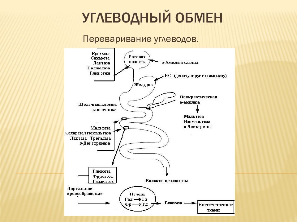 Обмен углеводов. Углеводный обмен картинки. Углеводная загрузка схема. Дефекты обмен углеводов презентация. Углеводный хвост.