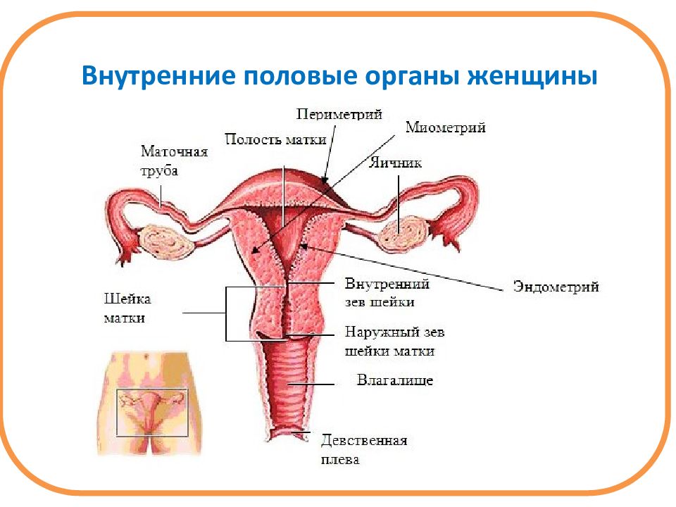 Матка у женщины картинка