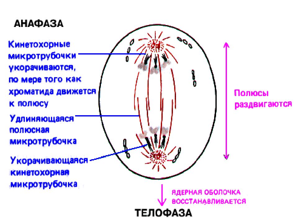 Для телофазы 1 характерно. Псевдовирион микробиология это. Фиизикаи биологи нафаскаши.