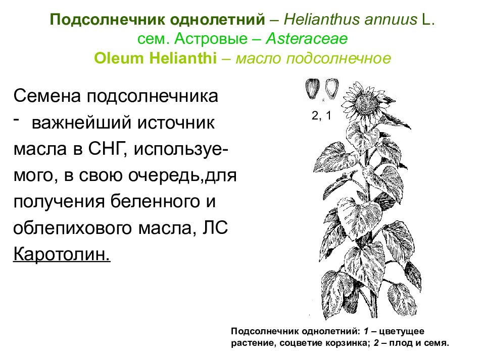 Особенности строения подсолнуха. Подсолнечник однолетний (Helianthus annuus. Подсолнечник однолетний формула цветка. Формула цветка подсолнуха. Формула цветка подсолнечника.