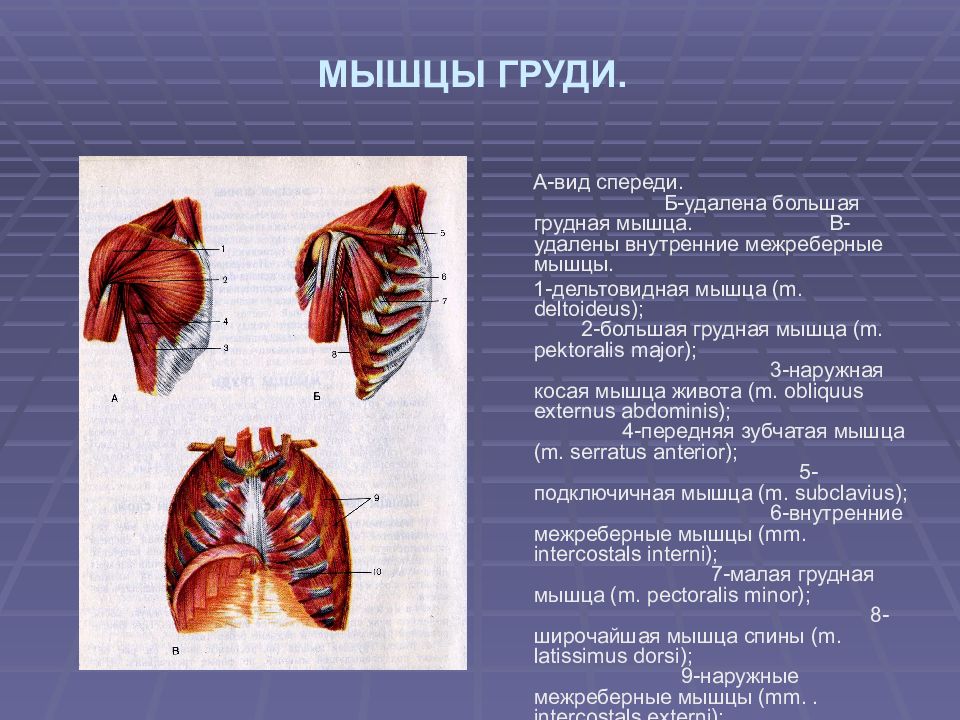 Поверхностные мышцы грудины анатомия