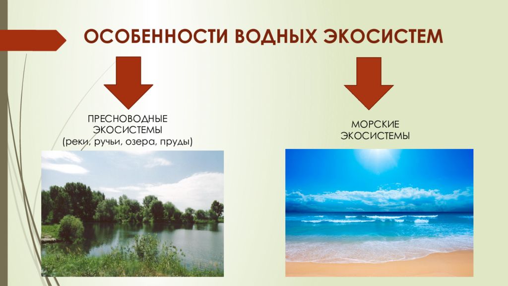 Водные и наземные экосистемы презентация