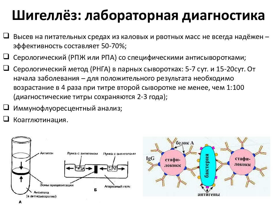 Шигеллез микробиология презентация