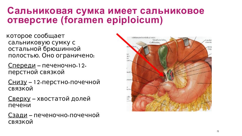 Сальниковой сумки