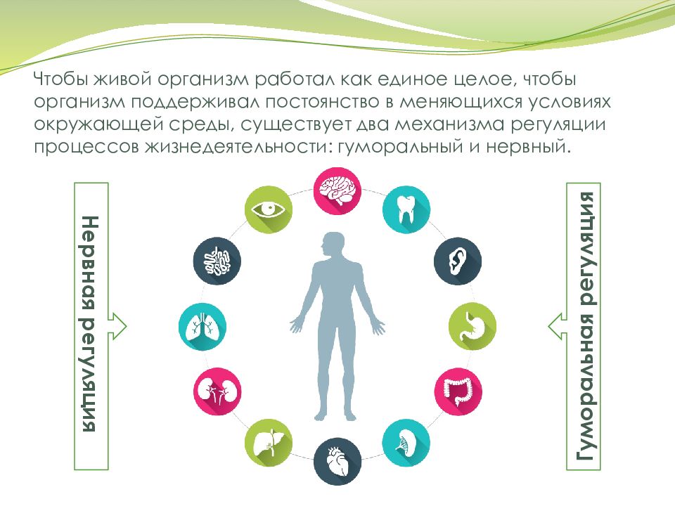 Почему организм работает. Как работает организм. Почему организм работает как единое целое. Узнать как работает организм. Благодаря каким 2 системам организм работает как единое целое.