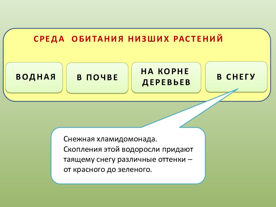 среда обитания низших растений. низшие растения. водоросли презентация. Chlorophyta отдел зелёные водоросли. общая характеристика водорослей.
