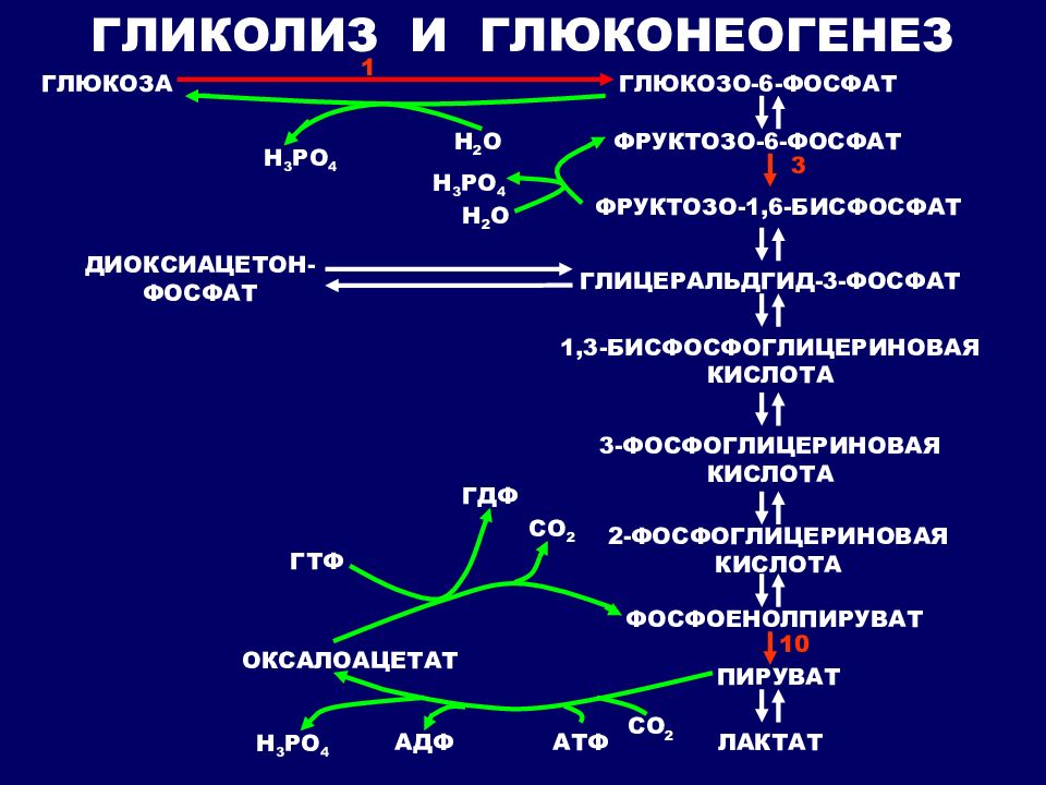 Общая схема глюконеогенеза из аминокислот глицерина и молочной кислоты