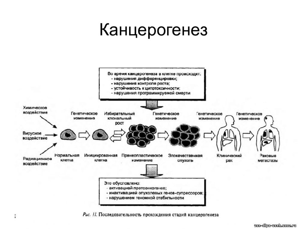 Механизмы канцерогенеза презентация