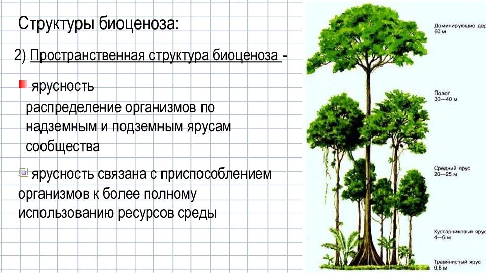 Пространственная структура биоценоза презентация