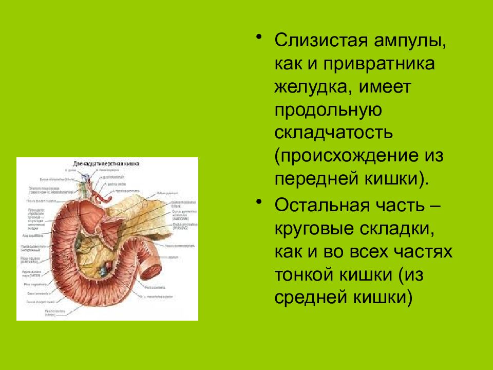 Какое значение имеет складчатость внутренней стенки тонкого кишечника кратко