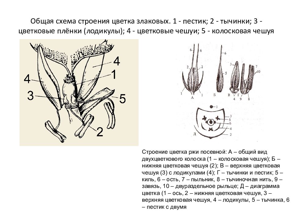 Цветок злака строение рисунок