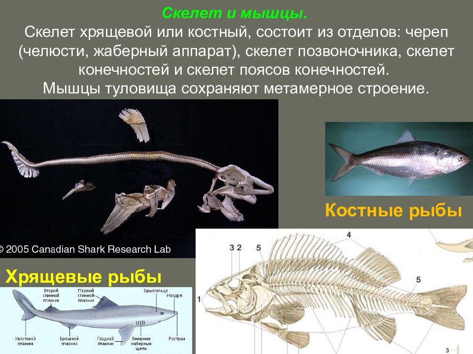 Какое оплодотворение характерно для костных рыб. Костный скелет костных рыб. У рыб хрящевой или костный скелет. Скелет хрящевых рыб. Скелет хрящевых и костных рыб.