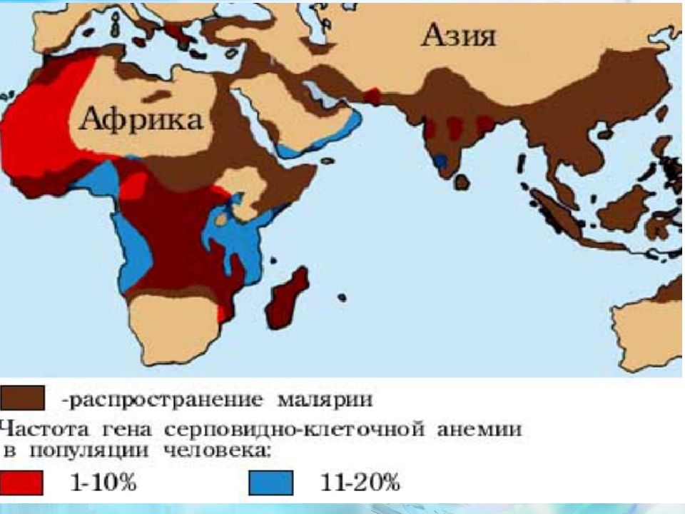 Популяционно статистический метод. Популяционный метод генетики. Методы исследования генетики человека популяционный. Популяционный метод наследственности человека. Серповидноклеточная анемия и малярия.